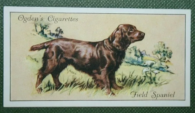 FIELD SPANIEL  Vintage 1936 Illustrated Card