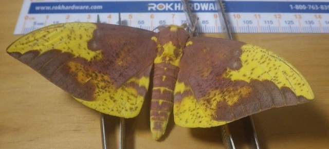 Male Imperial Silk Moth Eacles imperialis Saturniidae Lepidoptera SE Texas E121
