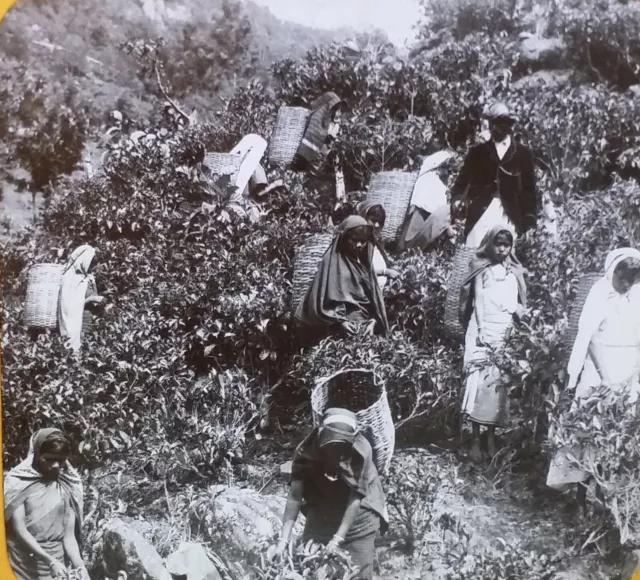 Picking Tea Leaves in Ceylon (Now Sri Lanka) c. 1910s, Magic Lantern Glass Slide
