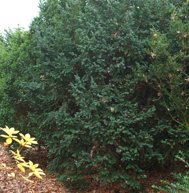 Dunkle Straucheibe Schwarzgrün 25-30cm - Taxus baccata