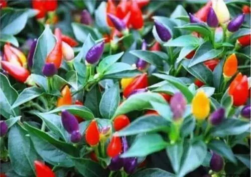 hot pepper BOLIVIAN RAINBOW, 25 seeds + free gift