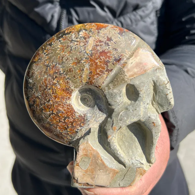Rare! Natural Tentacle Ammonite FossilSpecimen Shell Healing Madagascar265