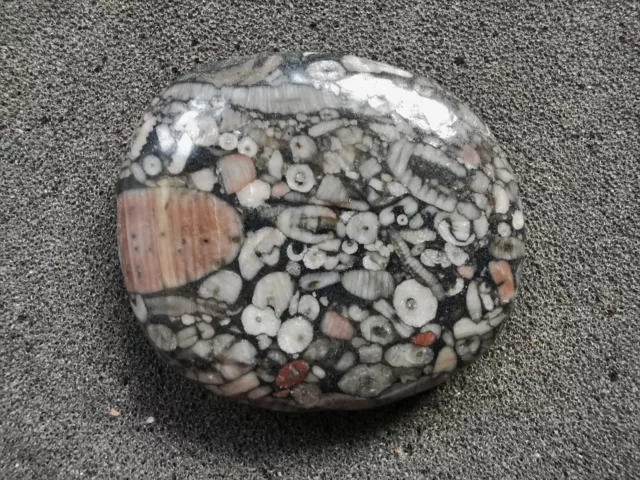 Polished jasper with crinoid fossils - Bag of 2