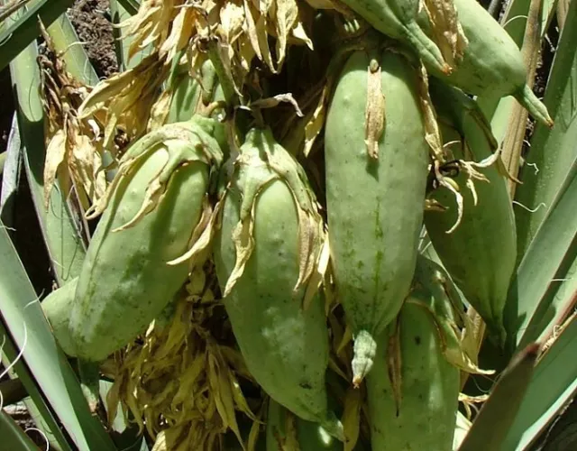 3 graines de YUCCA BANANE(Yucca Baccata)G955 BANANA YUCCA SEEDS  SAMEN SEMILLAS