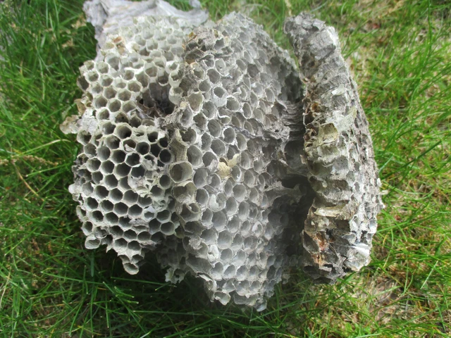 3 Tier  Natural Paper Wasp Nests MI Taxidermy Crafts Decor Honeycomb Non Viable