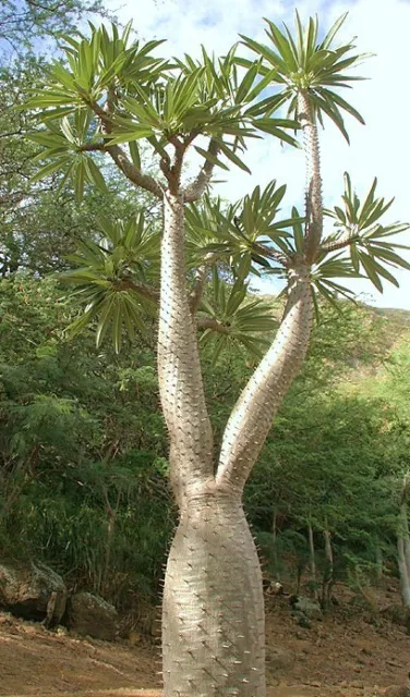 Pachypodium Lamerei RAMOSUM, madagascar palm caudex bonsai thorns seed 5 SEEDS