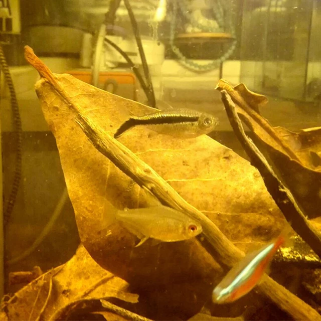 10 pz Terminalia Catappa foglie regola pH naturale per paesaggio acquario