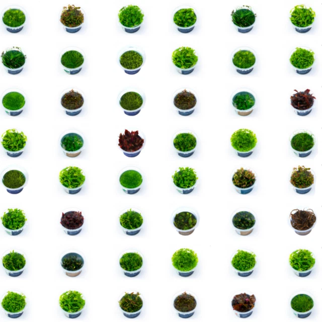 In Vitro Pflanzen - Wasserpflanzen - Aquarienpflanzen - Aquascaping