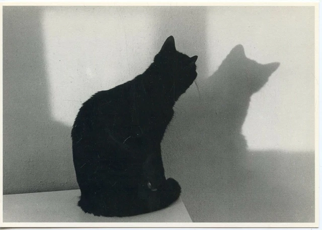 Cpsm / Carte Postale / Chat / Cat / Illustrateur // Maria Meyer 1986