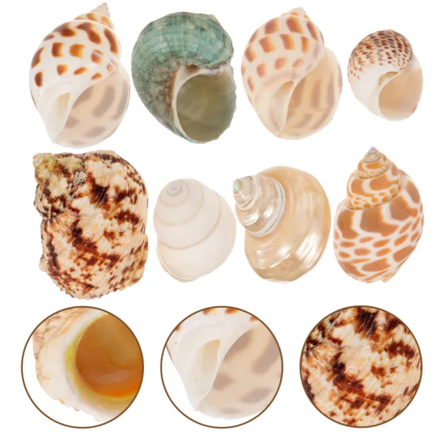 8 piezas mini caracoles de mar decorativos para artesanía caracola natural