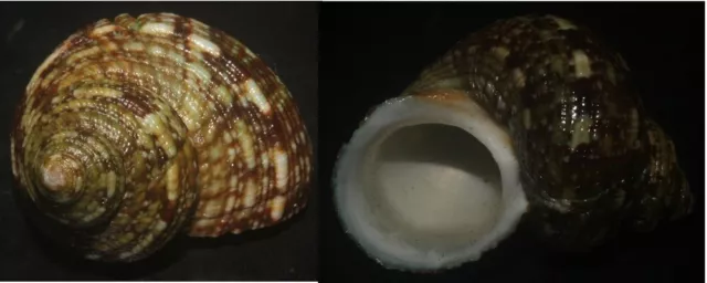 Tonyshells Seashells Turbo brunneus SUPERB 41mm F+++/gem, superb pattern and col