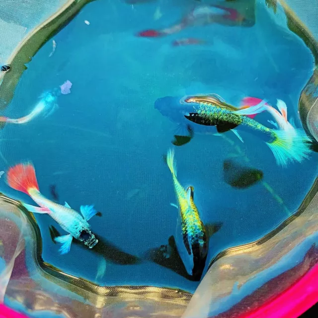 Pack Of 5 Live Santa Clause Guppy Fry- Live Freshwater Fish Buy 2 Get 2 Free