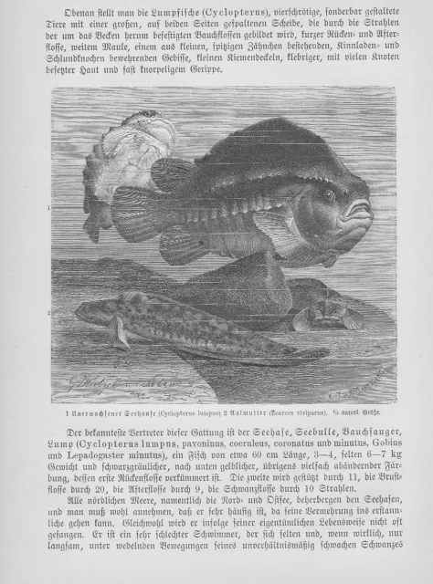 Seehase Cyclopterus Aaalmutter Holzstiche von 1892 Pegasus Fische