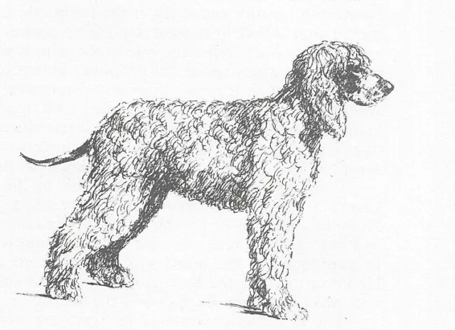 Irish Water Spaniel #3 - CUSTOM MATTED - 1963 Vintage Dog Art Print 0507 CLD