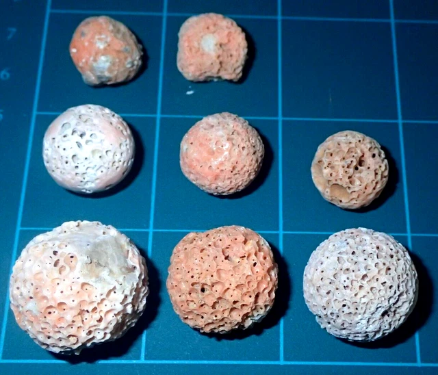 8 Natural CORAL Beads, 14-23mm, 25 Grams, #S6091
