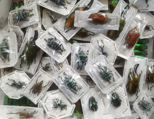 Assorted Bugs and Beetles! Lot of 5. Cool insect species from around the world! 3