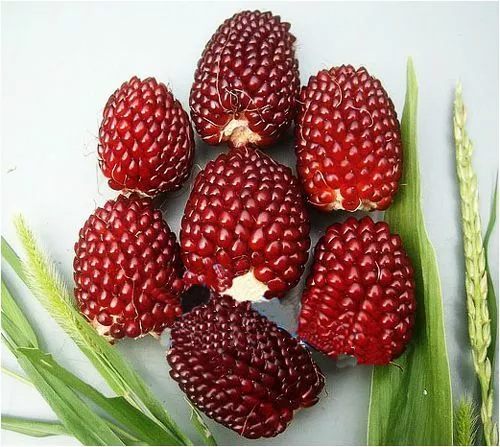 50 Seeds Red Strawberry Corn Seed Maize Fruit Corn Organic