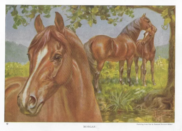 Morgan - 1923 Vintage Horse Art Print Gift - CUSTOM MATTED