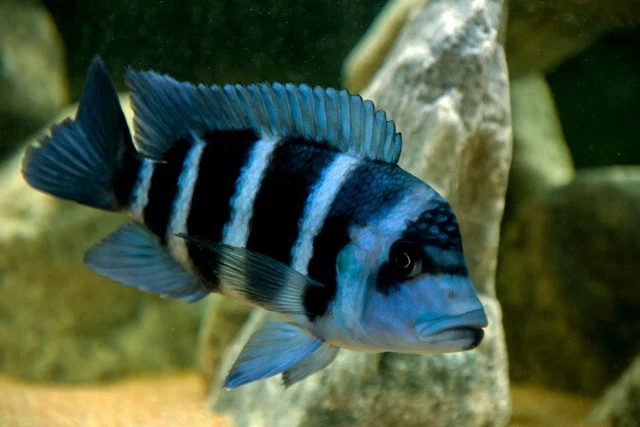 1 Live Frontosa Blue Zaire African Cichlid Premium Freshwater Tropical Fish A+++