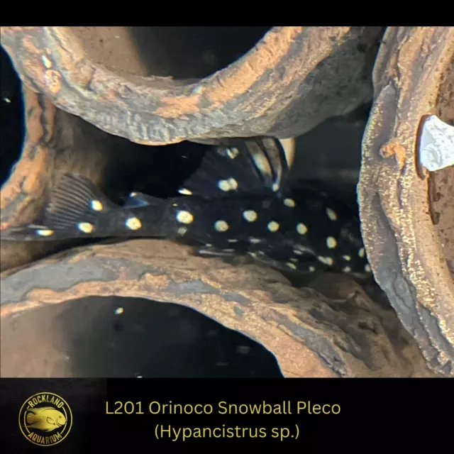 L201 Orinoco Snowball Pleco Hypancistrus sp.  Live Fish (One Item) (1.5”-2”)