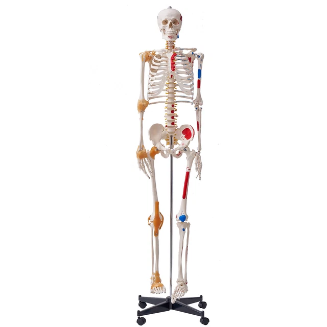 VEVOR MODÈLE ANATOMIQUE du Squelette Humain 182 cm Enseignement de l ...