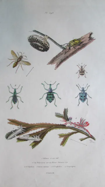 Gravure en couleur XIXè  Polliste Polycères Polydies Eupholes Diaprepes insectes