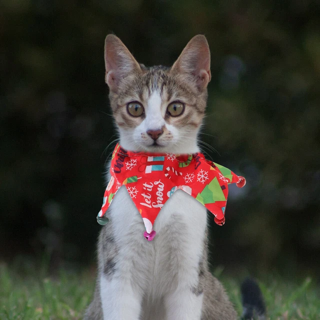 Collare Gatto Carino Collare Gattino con Campana Festival Gatto Collare Regolabile Animale