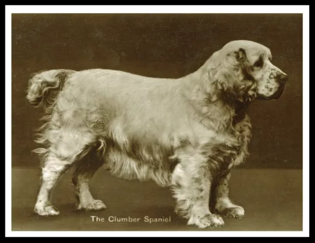 Clumber Spaniel Lovely Vintage Style Dog Sepia Photo Print Poster