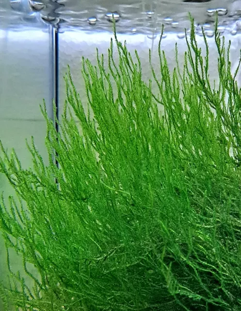 50ml Flammenmoos - Taxiphyllum sp. Flame, Aquarium Pflanzen - Moos, Nano Cube