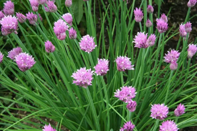 500 Graines de Ciboulette non traitées Allium schoenoprasum Aromatique civette