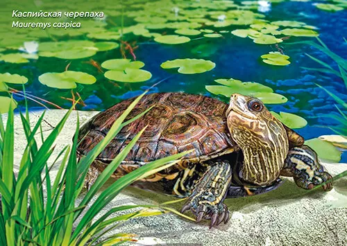 Postcard of RUSSIA 2017 - Russian Fauna - Turtles  (4 postcards) 2