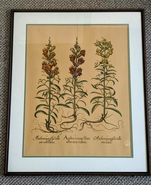 7/10 Besler Hand Coloured Copper Engraving Floral Botanical Framed Antique Print