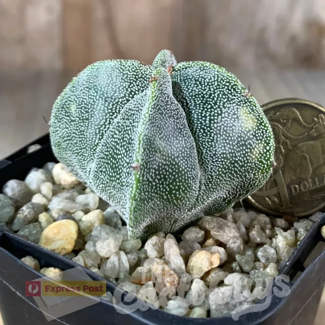 Astrophytum myriostigma var. quadricostatum [shown in 68mm pot] Rare Succulent