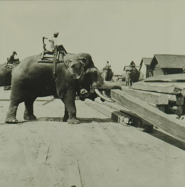 Square Top Keystone Stereoview Elephants Piling Logs, Rangoon, Burma K600 #898