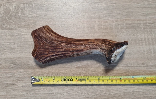 Moose Antler Cut With Burr for Knife Sword Handle Flint Knapping Art Nr. 1339