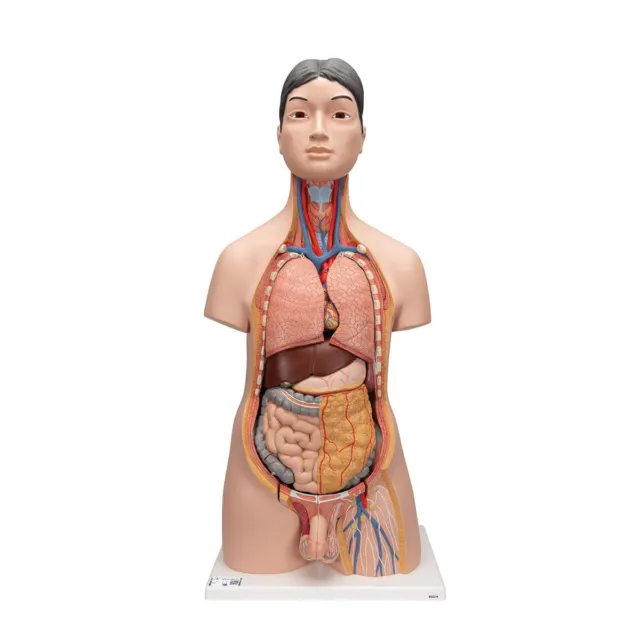 3B Scientific B32/4 Deluxe Dual-Sex-Torsomodell Anatomiemodell Asiatisch 18-tlg