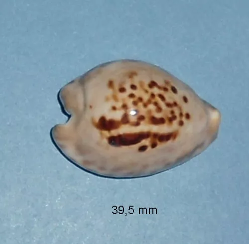 Cypraea Teuleri Oman 39.5mm