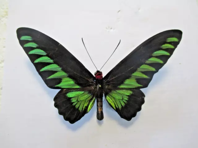 Entomologie Papilionidae Trogonoptera brookiana albescens Mâle Malaisie