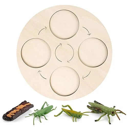 Ciclo Di Vita Degli Insetti - Set Di Figure Educative: Locusta, Lumaca E Mantide, Modelli In PVC Per Bambini (4 Stadi)