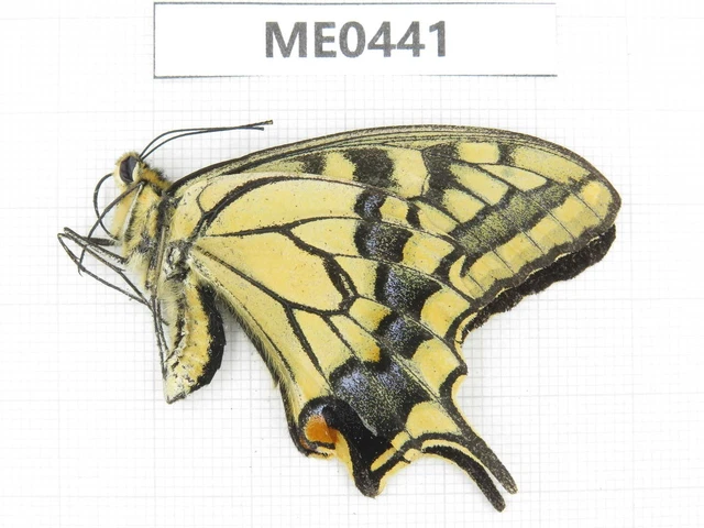 Butterfly. Papilio machaon ssp. Jilin, Baishan, Fusong county. 1M. ME0441. Butterfly. Papilio machaon ssp. Jilin, Baishan, Fusong county. 1M. ME0441.
