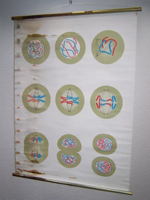 Antiguo Pizarra de Enseñanza Mapa de Pared Papel Decoración Zellteilung I