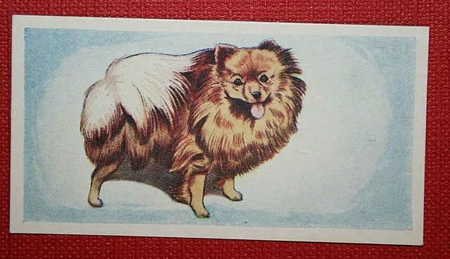 POMERANIAN  Vintage 1950's Coloured Mini Card  QC24