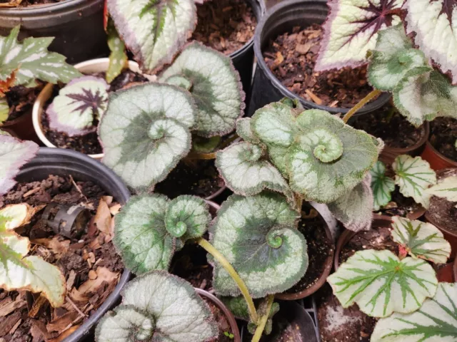 Begonia rex SMALL 'ESCARGOT' Live Plant