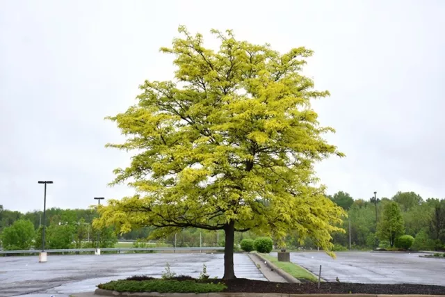 Honey Locust Tree ( 20 Seeds ) Gleditsia triacanthos - VERY THORNY WILD TYPE