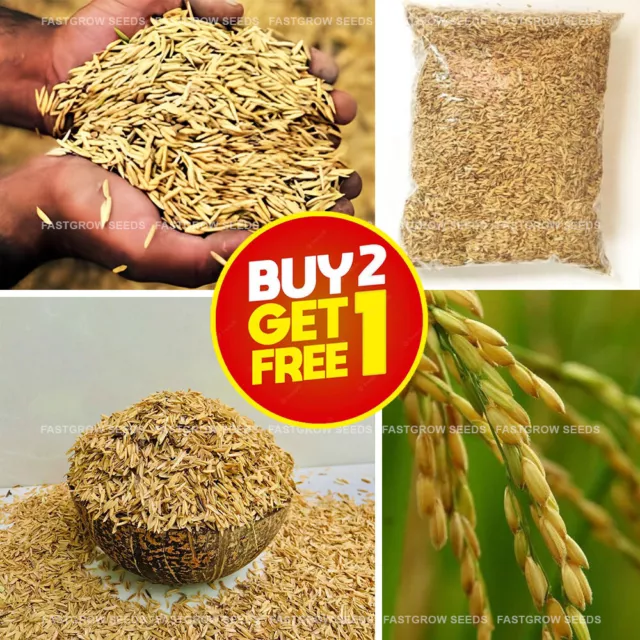 Rice Husks Hulls 100% Organic Compost Hydroponic Growing for Use Plants grow 5KG