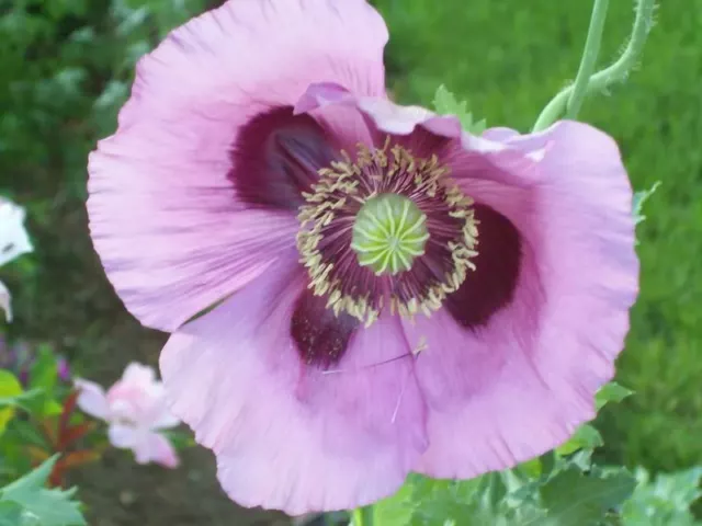 50 + Lavande Poppy Fleur Semence/Pérenne/Papaver Orientale