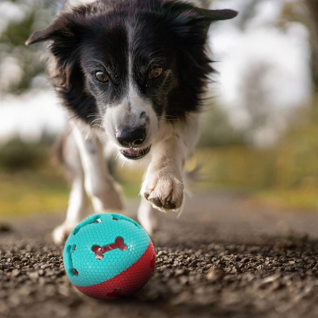 Jouets Sonores Pour Animaux De Compagnie Chiot Chien Dentition À Mâcher Chiens