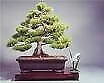 Bonsai Black Cypress Pine(Callitris Endlicheri)50 Seeds