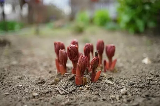 Semi di fiori di peonia rosso scuro bianco 'Er Qiao' Cimelio bellissimo... 3