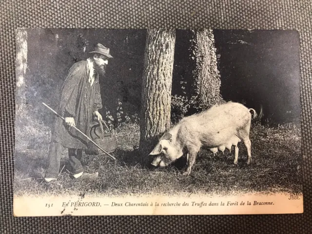 Carte postale ancienne cpa recherche de truffe cochon truffier Périgord Braconne